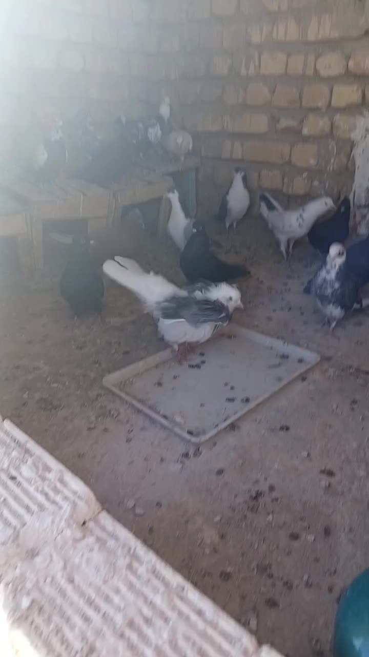 کفتر نر|پرنده|عسگران, |دیوار