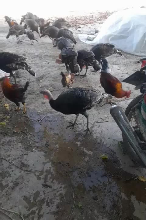 بوقلمون|حیوانات مزرعه|بهشهر, |دیوار