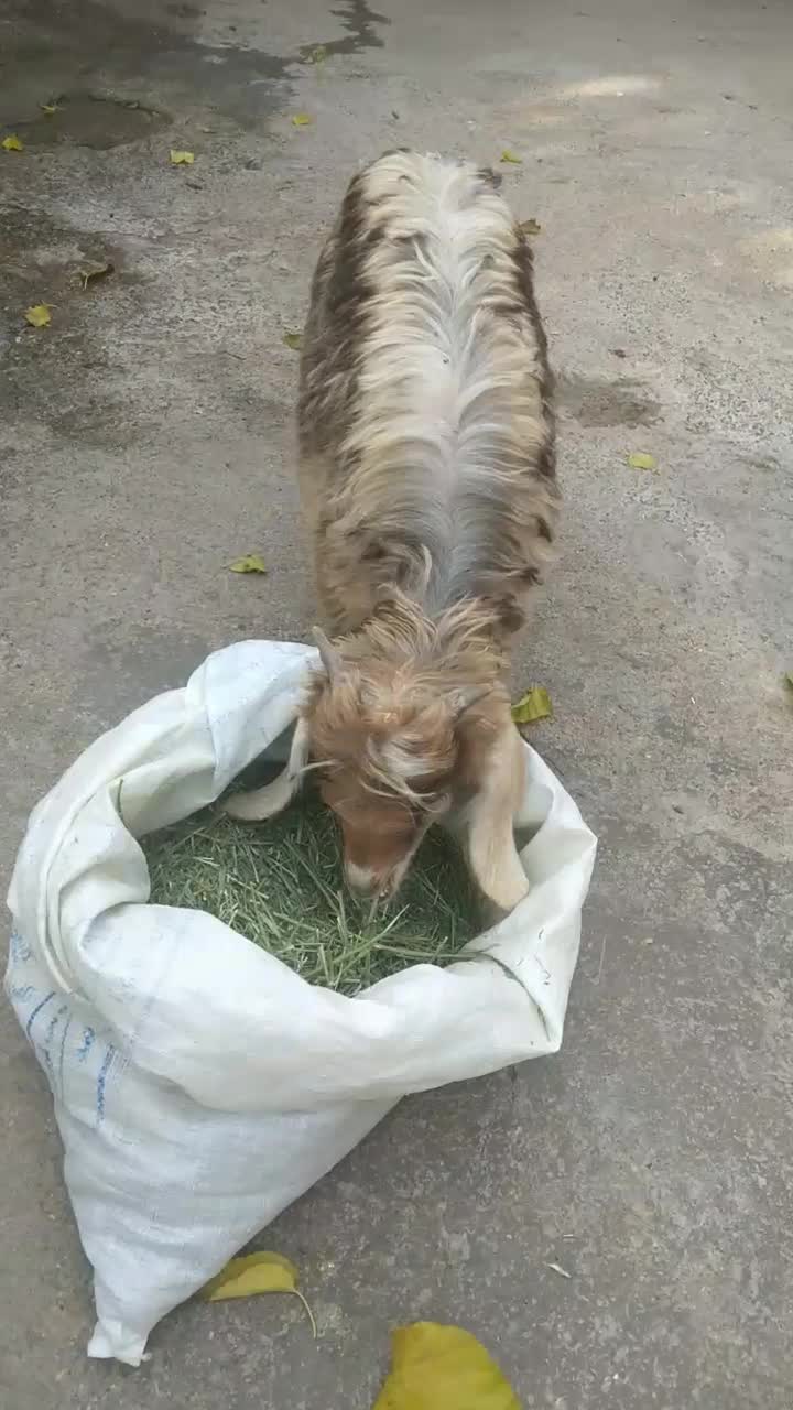 بره و بزغاله|حیوانات مزرعه|ایلام, |دیوار