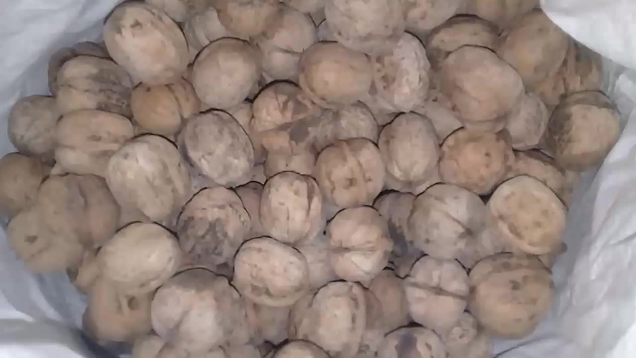 گردو|خوردنی و آشامیدنی|دوزین, |دیوار