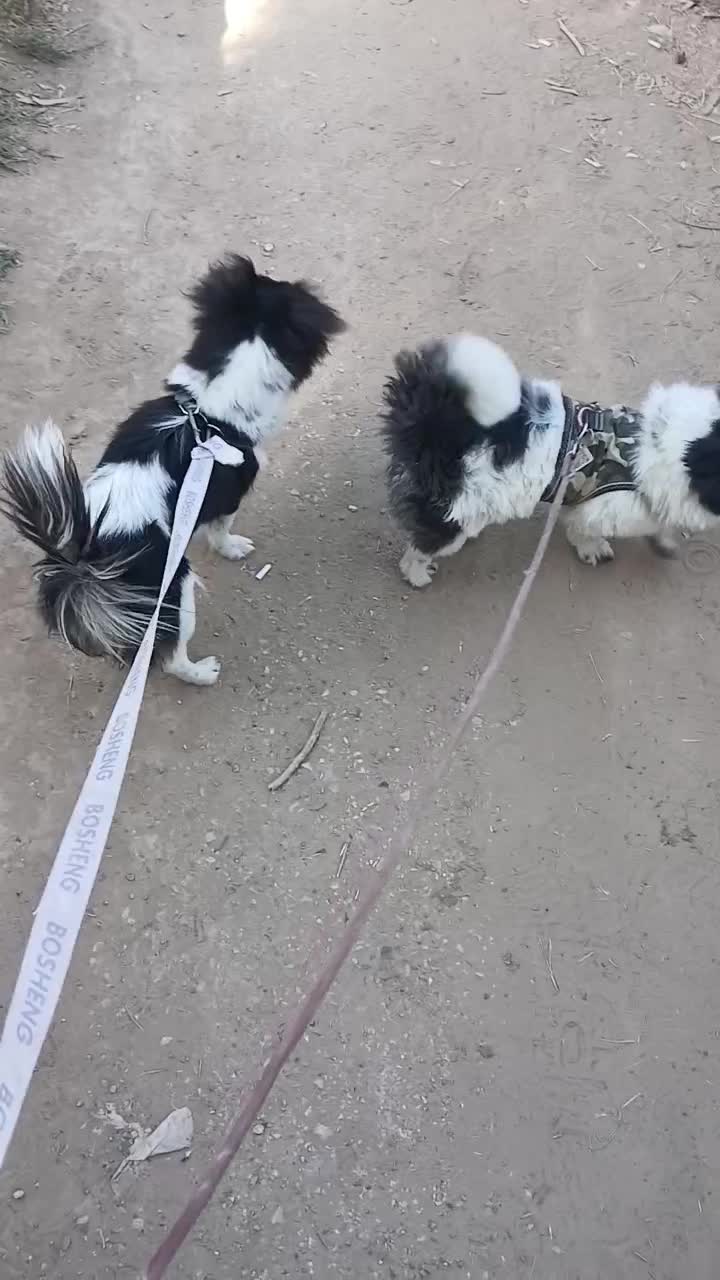 سلام یه ماده اشپیز دارم|سگ|اهواز, شهرک شهید عباس پور|دیوار