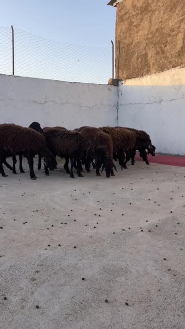 میش و بره ماده همو و هترو|حیوانات مزرعه|بیرجند, |دیوار
