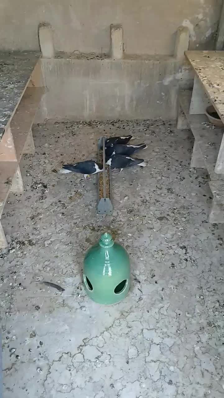 پلاس سیاه مهر مهر نروماده دو جفت با جوجه هاشون|پرنده|قم, شاه ابراهیم|دیوار