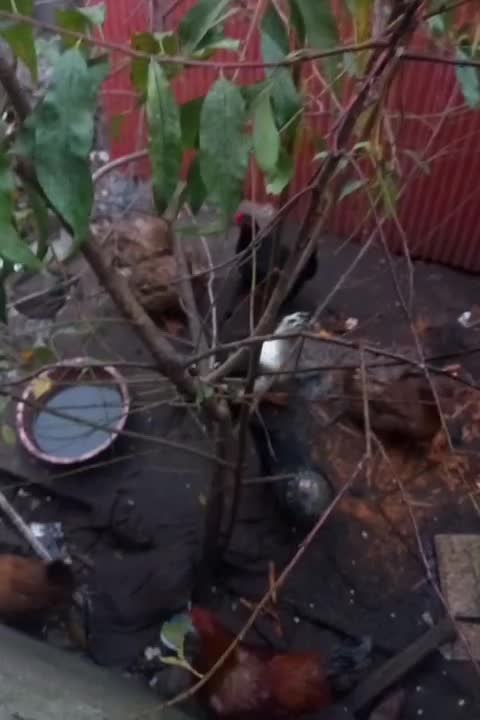 مرغ و خروس محلی تپلو|حیوانات مزرعه|کیاشهر, |دیوار