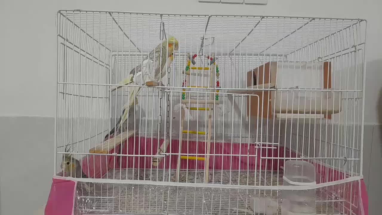 عروس هلندی|پرنده|سبزوار, همت|دیوار