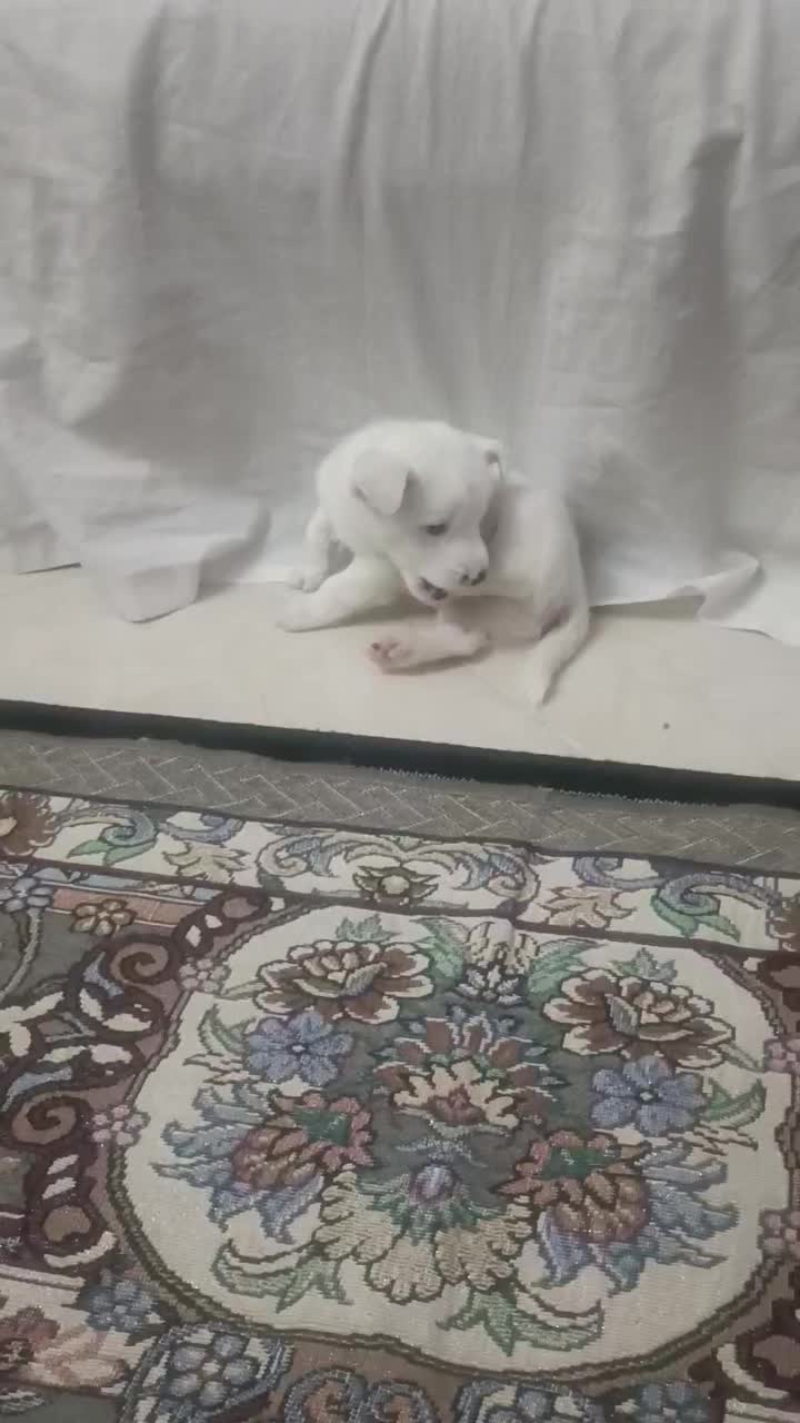 سگ اسپیتز|سگ|تهران, خاک سفید|دیوار