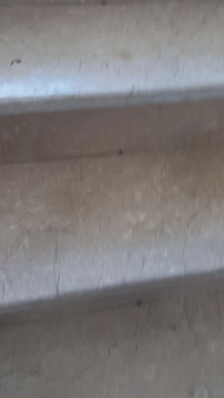 مرغ مشگی جوان تخم گذار|حیوانات مزرعه|قم, شهرک فاطمیه|دیوار