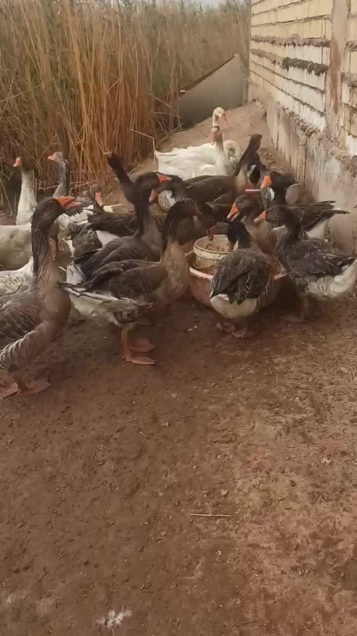 غاز تخمگذار|حیوانات مزرعه|آبادان, |دیوار