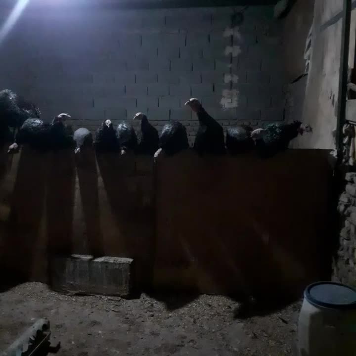 بقلمون نر محلی چاق  فروش فوری|حیوانات مزرعه|بجنورد, |دیوار