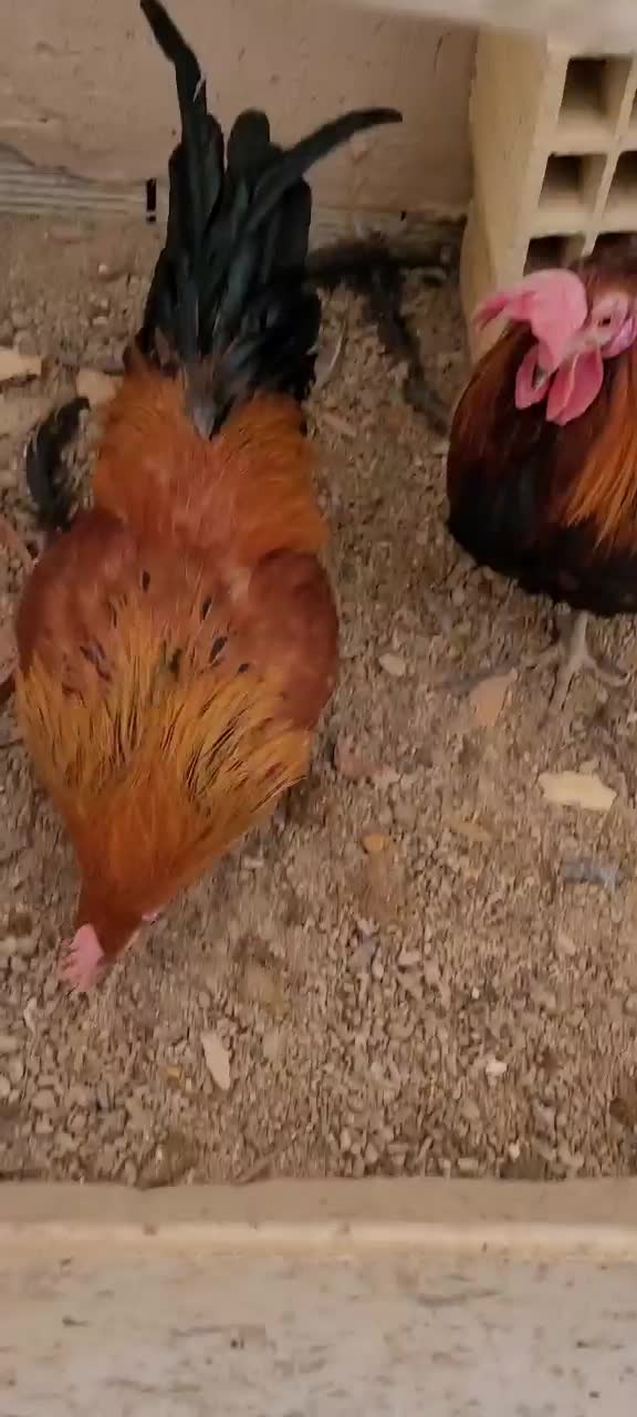 خروس|حیوانات مزرعه|اصفهان, سعادتآباد|دیوار