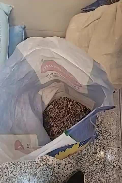 تخمه خام و بوداده چینی|خوردنی و آشامیدنی|خمینی‌شهر, |دیوار