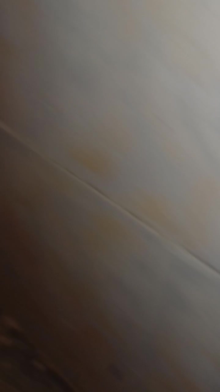 کبوتر . پلاکی .طوقی .سوسکی .|پرنده|فریدونشهر, |دیوار