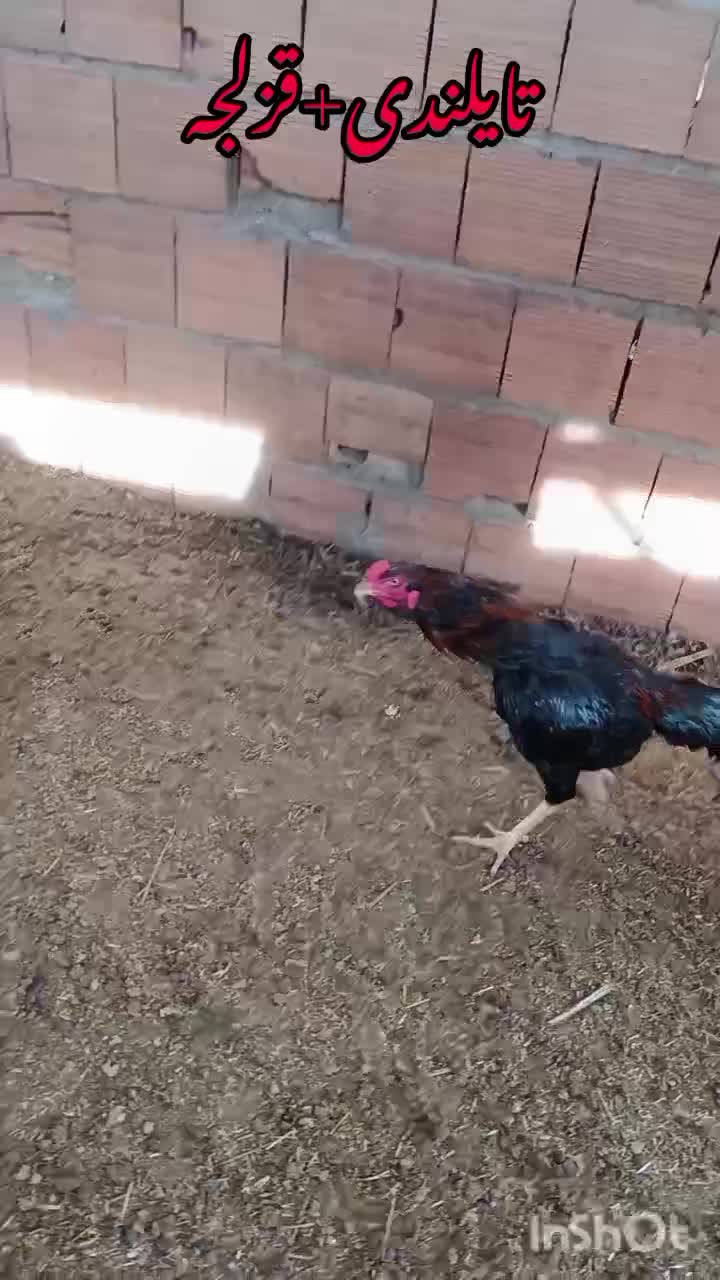 ۲۵۰۰۰۰۰|حیوانات|آق قلا, |دیوار