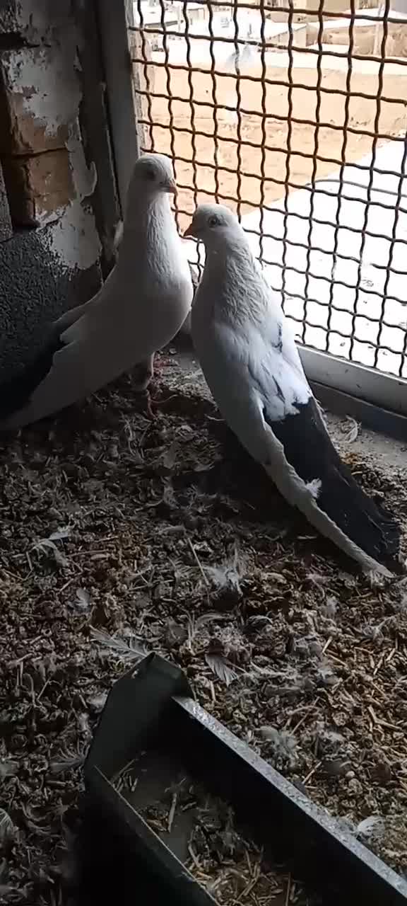 کبوتر تکدم|پرنده|لالجین, |دیوار