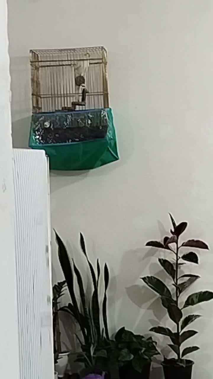 عروس هلندی لوتینو نر جوان|پرنده|برازجان, |دیوار