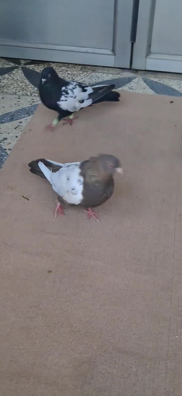 سینه ای سیاه|پرنده|دزفول, |دیوار