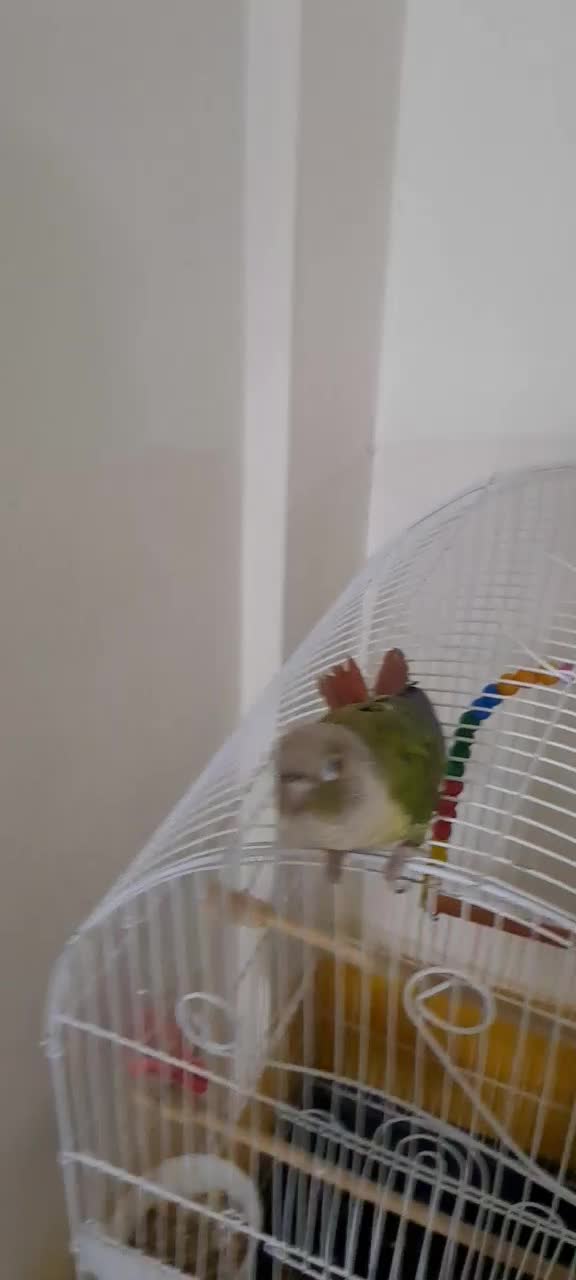 گرین چیک|پرنده|مشهد, شهید بهشتی|دیوار