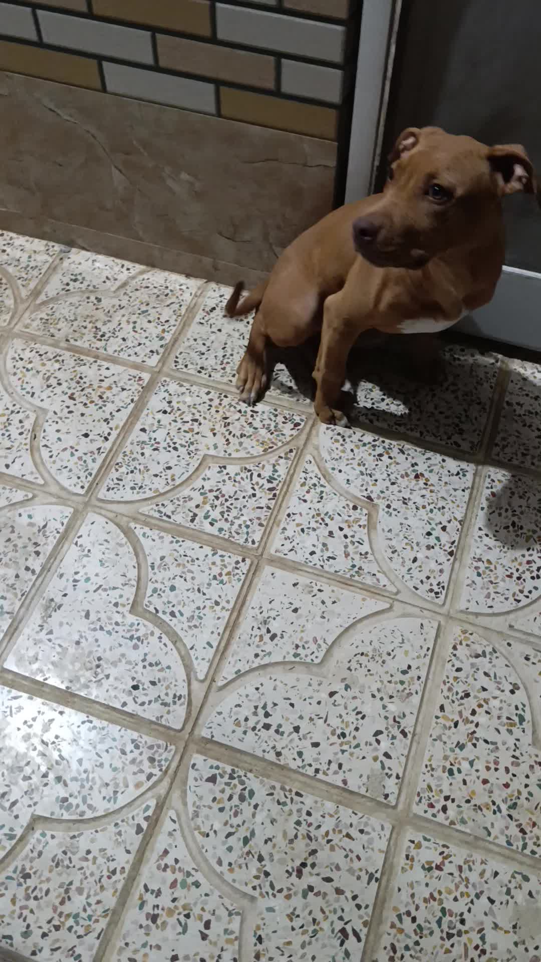 سگ آمریکن پیت بول|سگ|آباده, |دیوار