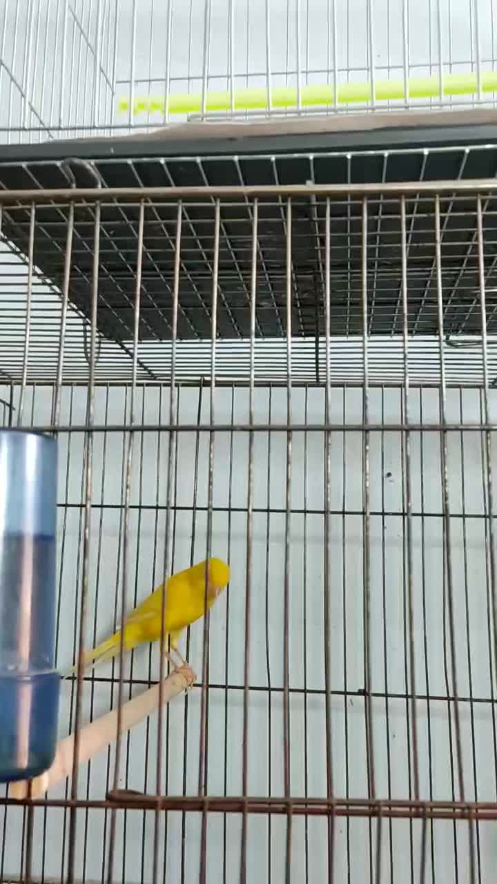 قناری نر مست و ماده آماده|پرنده|بوشهر, |دیوار