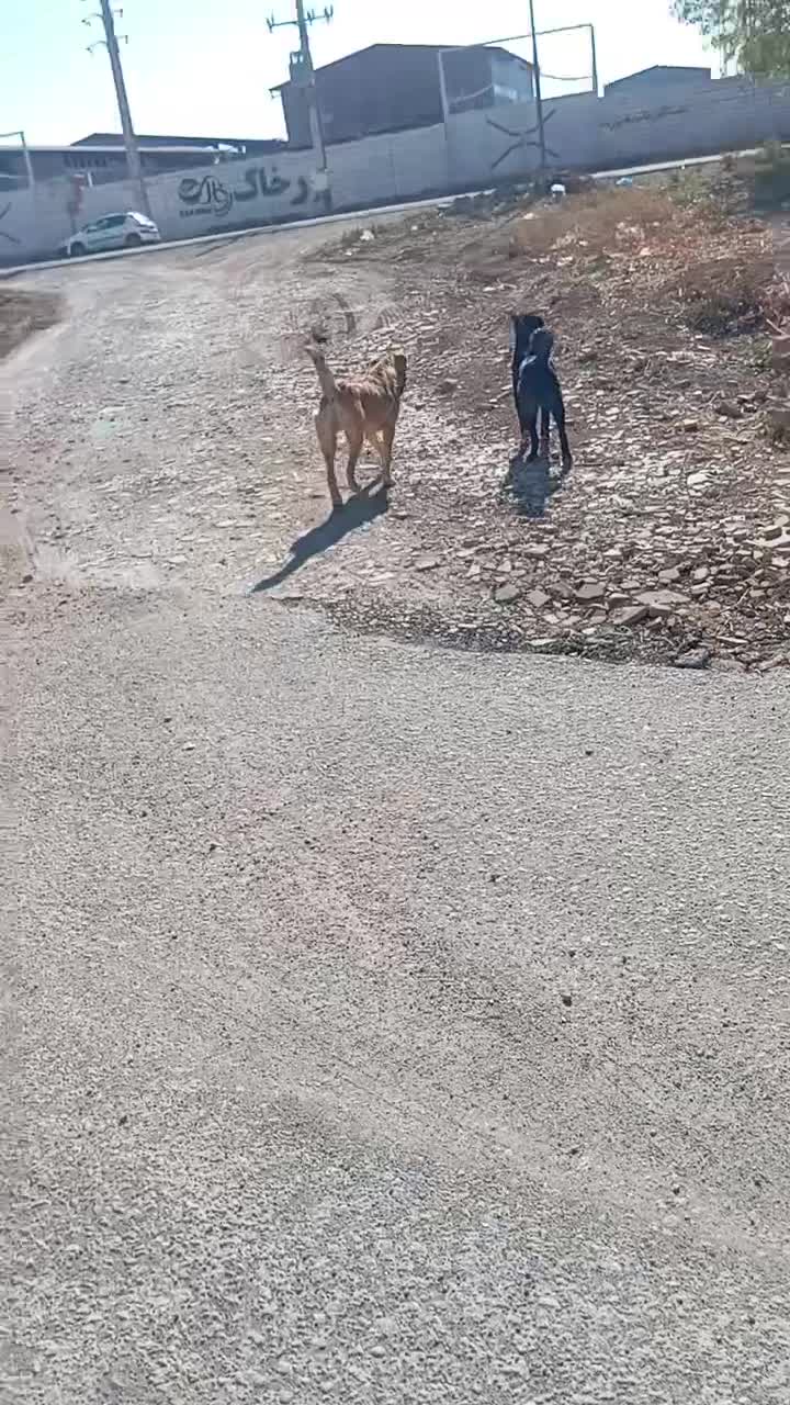 واگزاری|سگ|کرمانشاه, |دیوار