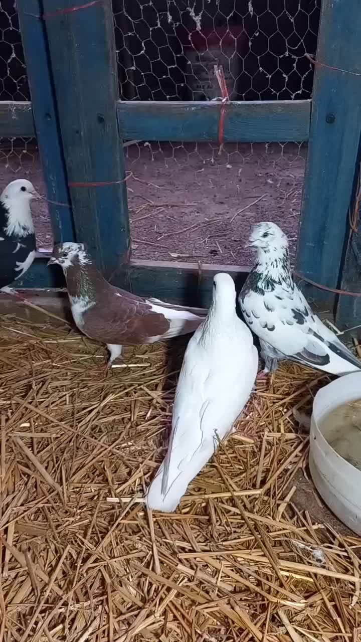 کبوتر پرشی|پرنده|رامیان, |دیوار