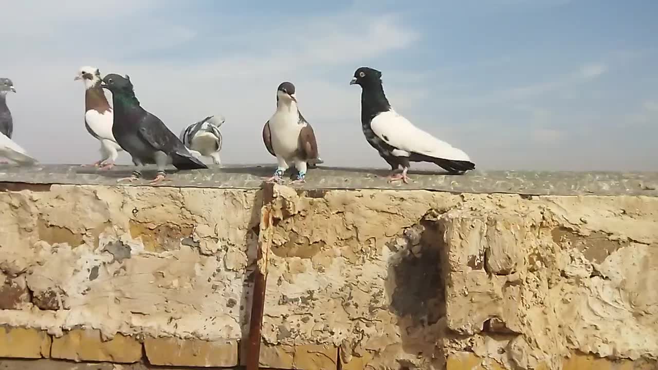 کفتر رنگی|پرنده|نصر آباد, |دیوار