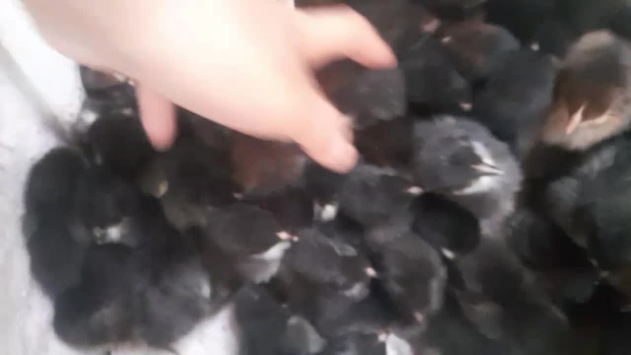 جوجه ۶روزه تمام سیاه|حیوانات مزرعه|بردسیر, |دیوار