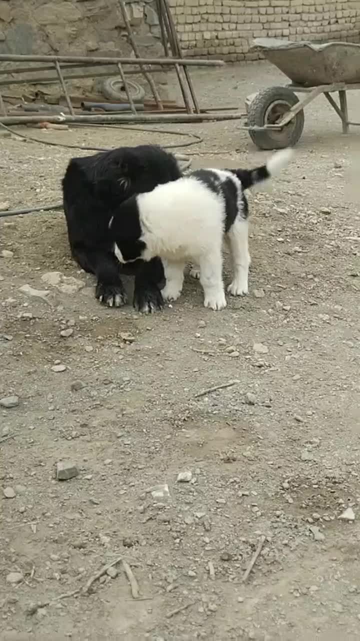 سگ قدرجونی واگذاری ماده|سگ|ملایر, |دیوار