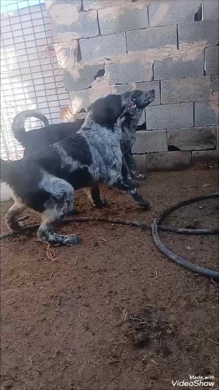 توله سگ|سگ|فولادشهر, مسکن مهر فولادشهر|دیوار