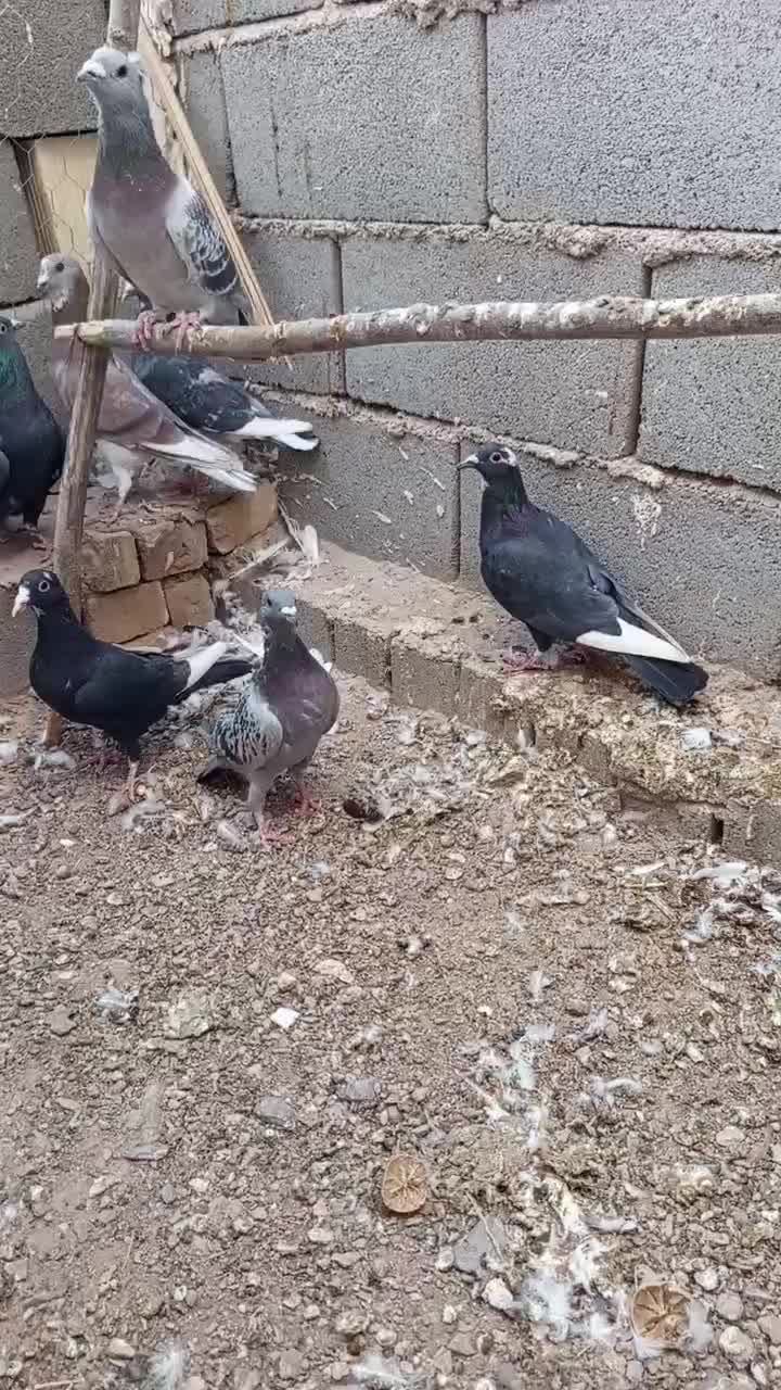 کفتر پریده|پرنده|بهرمان, |دیوار