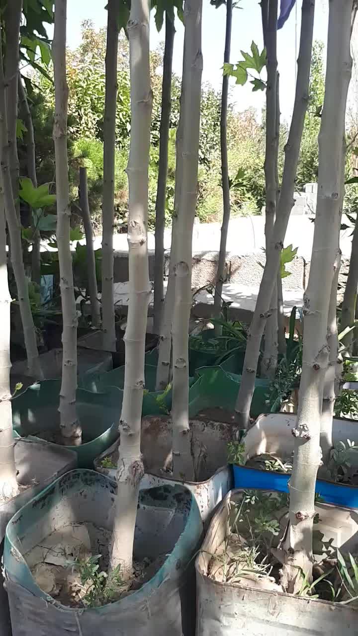 چنار با طراوت شاداب|گل و گیاه طبیعی|تهران, خلیج فارس|دیوار