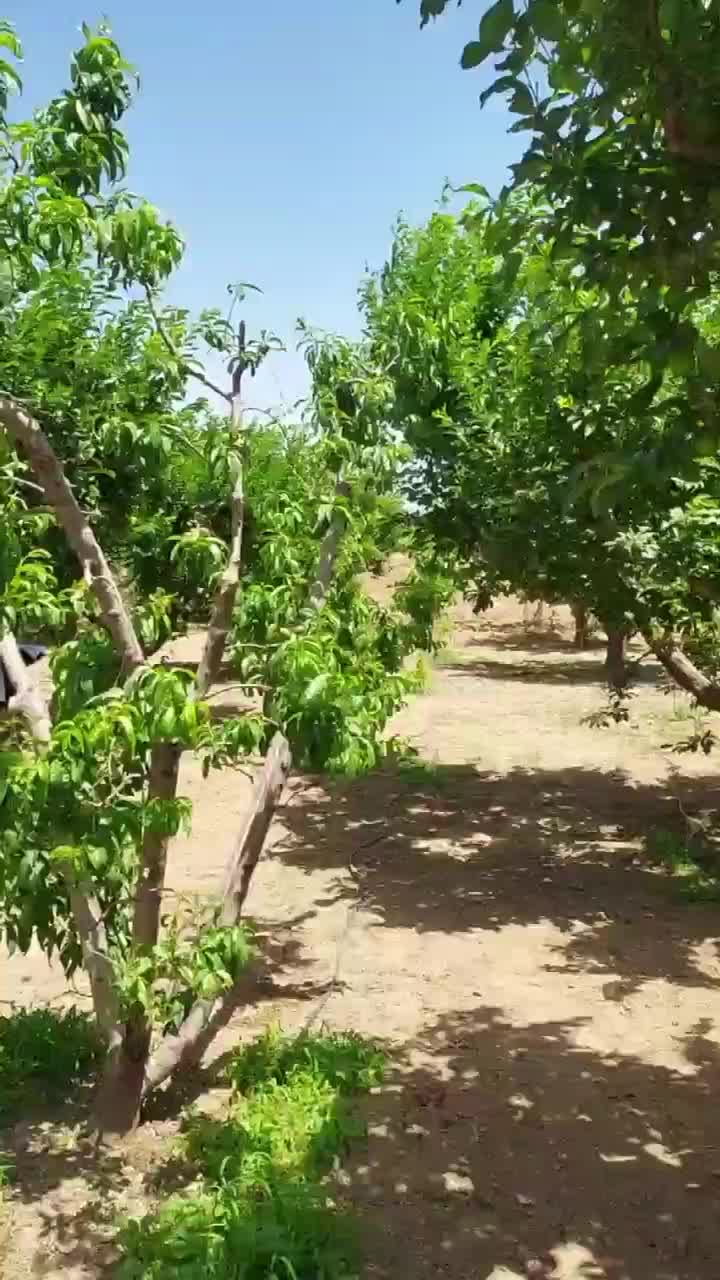 زمین ۱۰۰۰ متری مناسب سرمایه گذاری|فروش زمین و ملک کلنگی|تهران, بریانک|دیوار