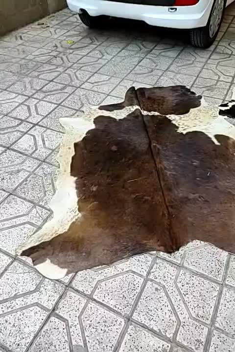 پوست تزیینی گاو|فرش|مشهد, هنرستان|دیوار