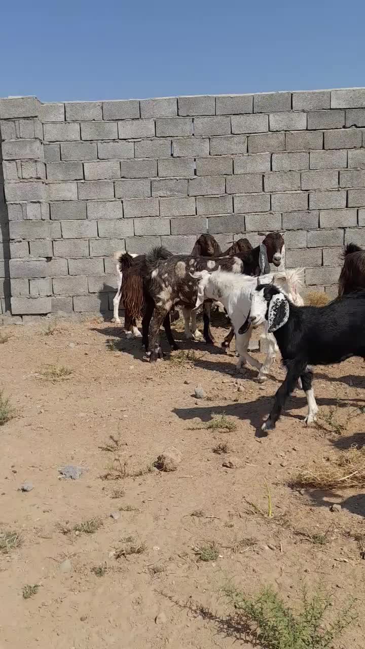 بز پاکستانی|حیوانات مزرعه|ششطراز, |دیوار