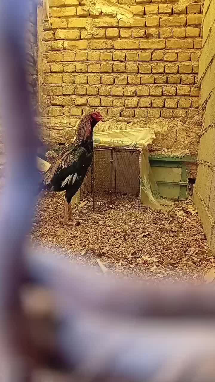 خروس لاری|حیوانات مزرعه|آبیک, |دیوار