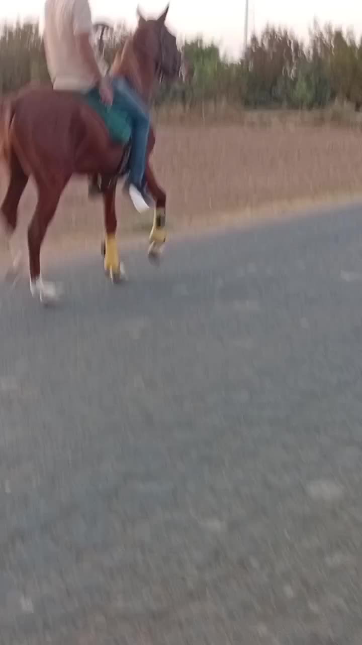 برکت نریان کرد با نشان|اسب و تجهیزات اسب‌سواری|الوند, |دیوار