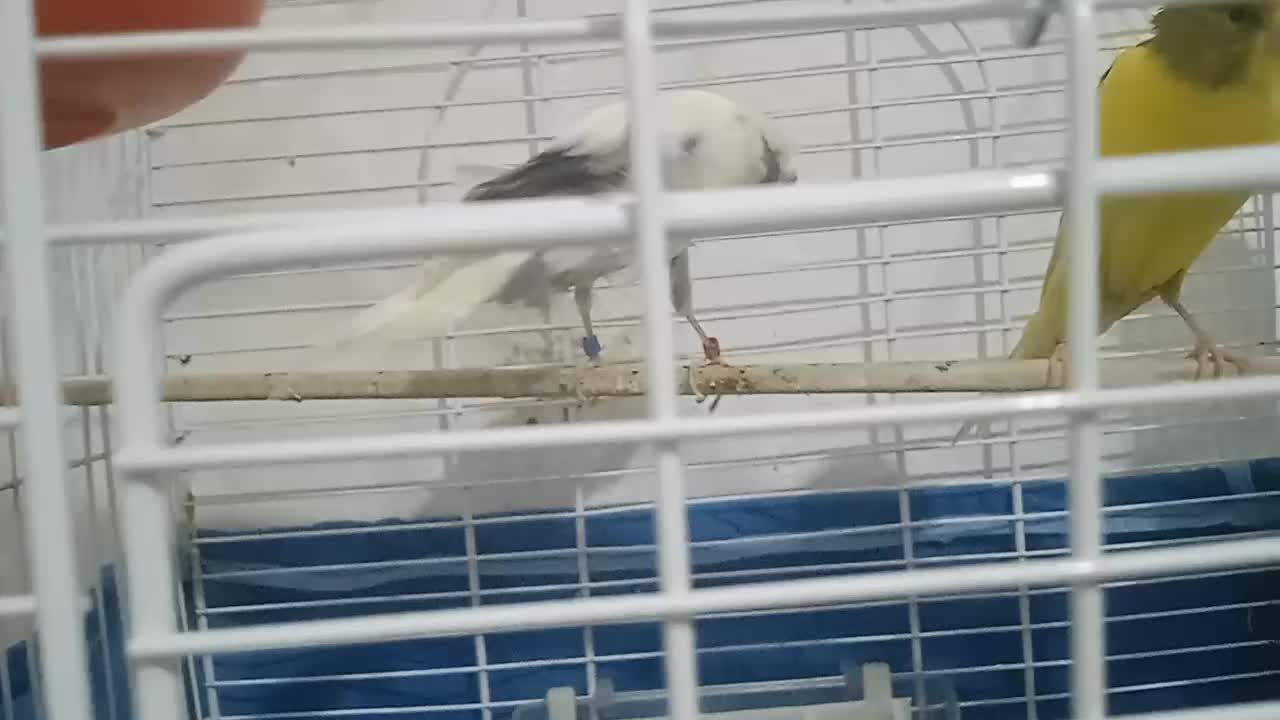 قناری نر|پرنده|آران و بیدگل, |دیوار