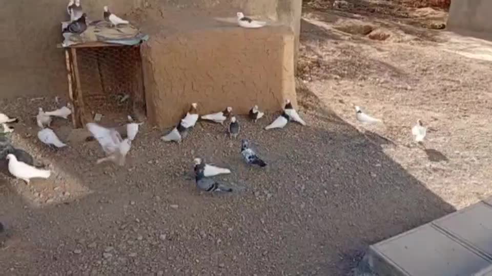 ۳۲تاکفترپرشی وجفتگاه ارزون|پرنده|سبزوار, هویزه|دیوار