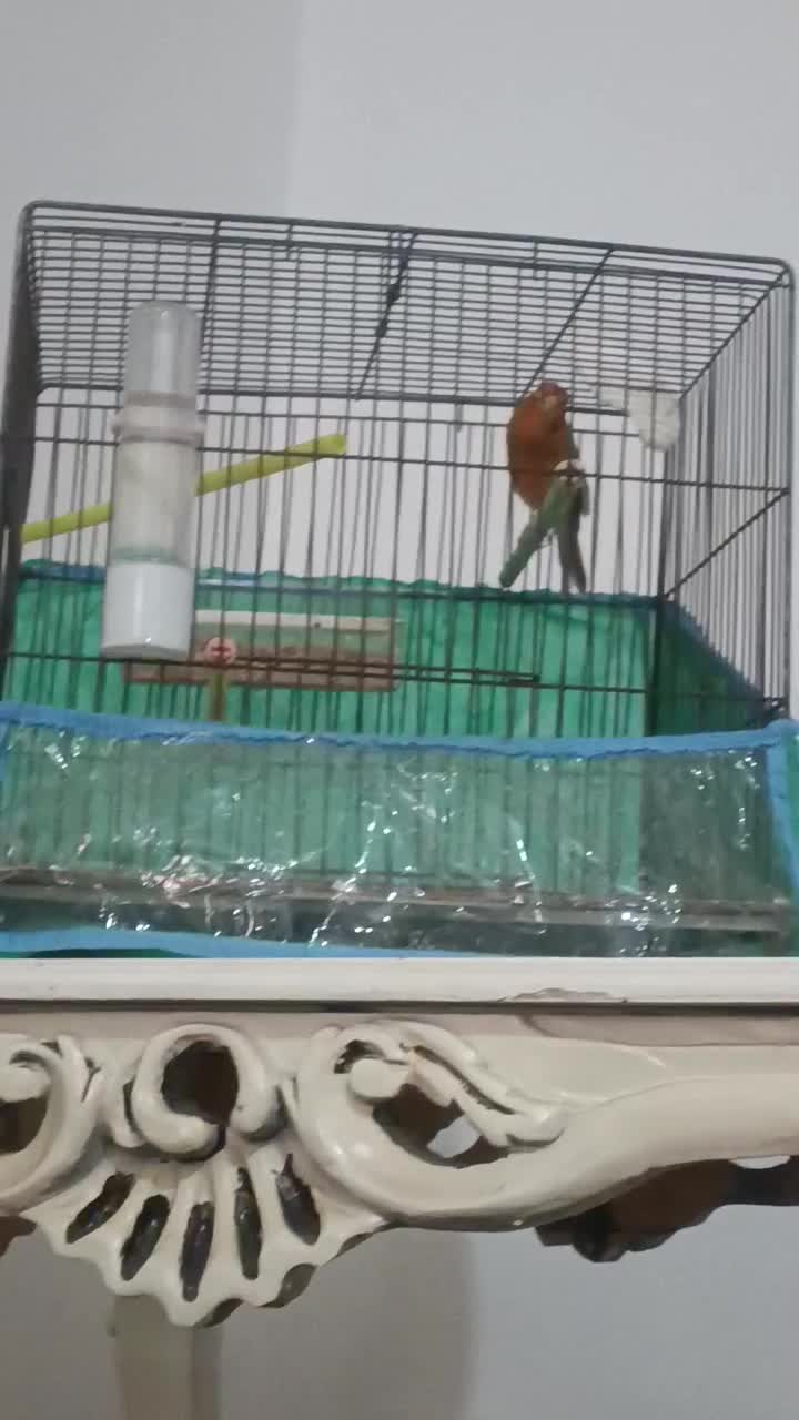 قناری|پرنده|بوشهر, |دیوار