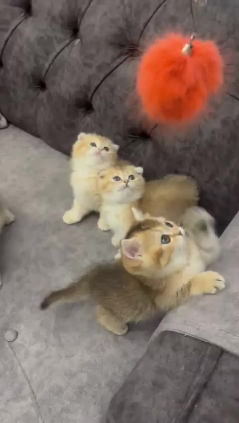 بریتیش .اسکاتیش|گربه|تهران, قیطریه|دیوار