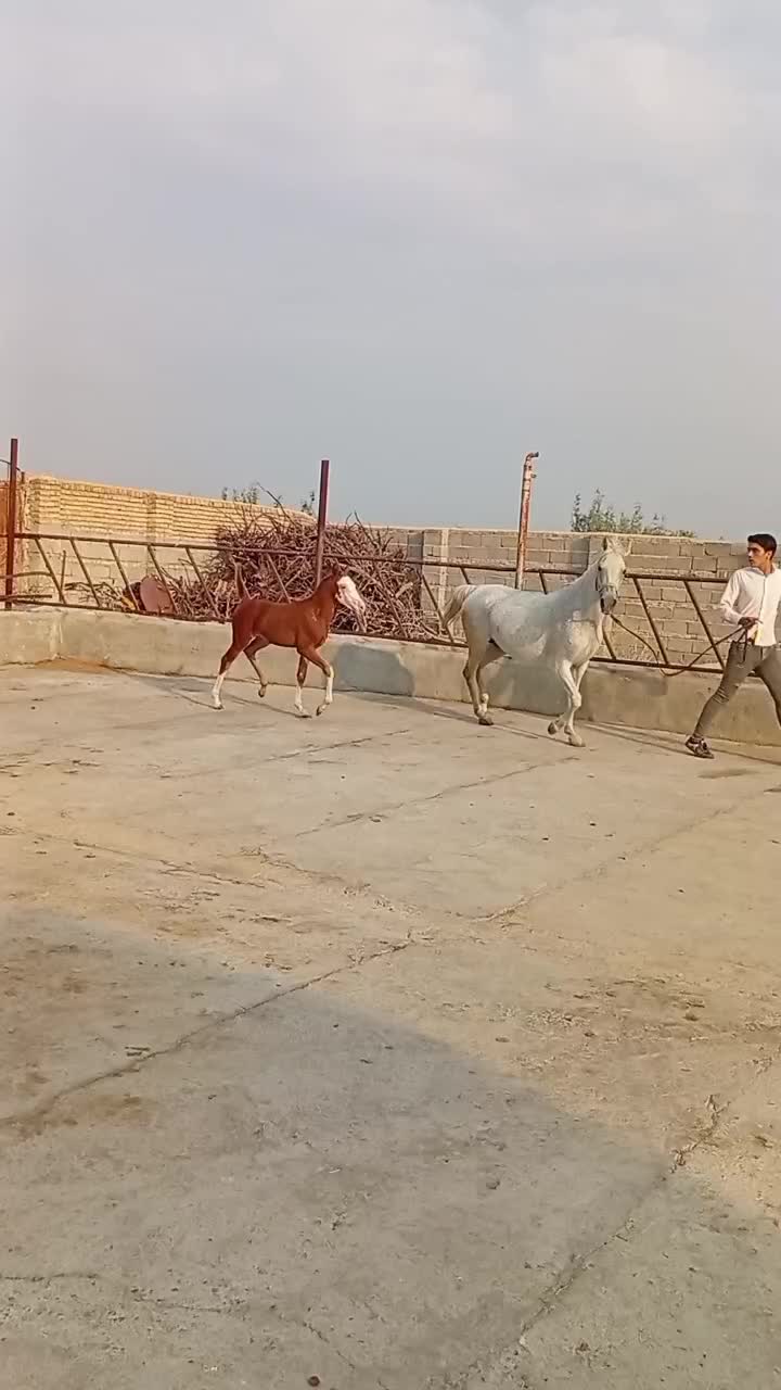 اسب|حیوانات مزرعه|تهران, شهرک غرب|دیوار