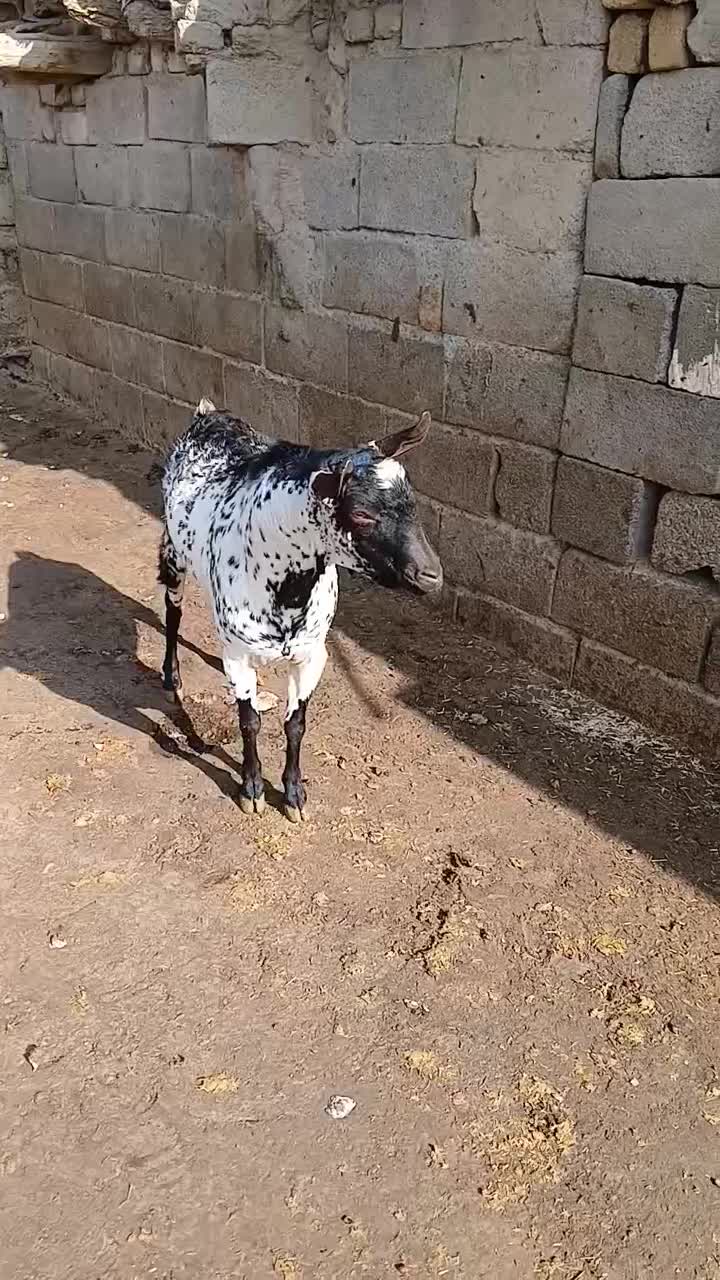 بز نر صلاله|حیوانات مزرعه|دینور, |دیوار