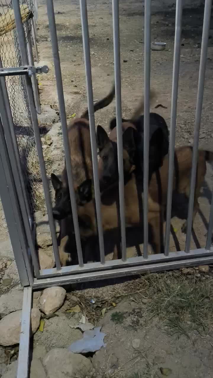 داچ مالینویز|سگ|شیراز, گلدشت معالیآباد|دیوار