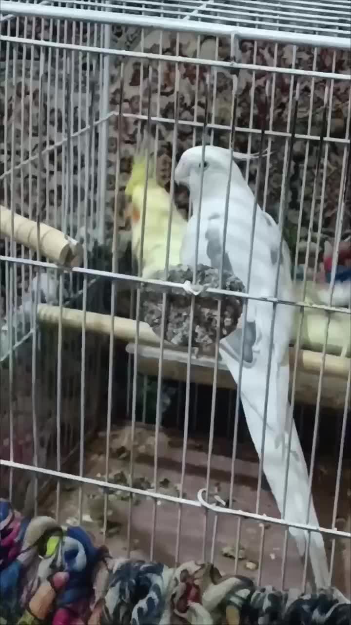 عروس هلندی سخنگو|پرنده|آبیک, |دیوار