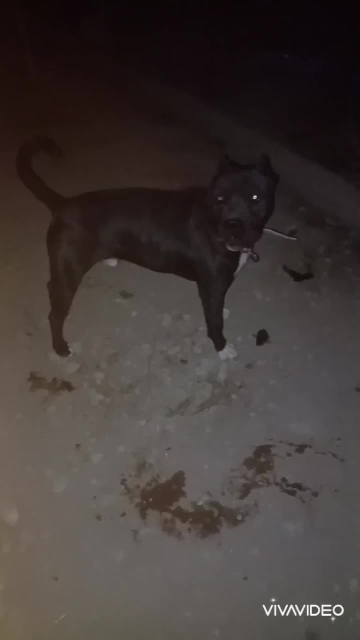 کنکورسو بالغ جوان|سگ|شاهرود, |دیوار