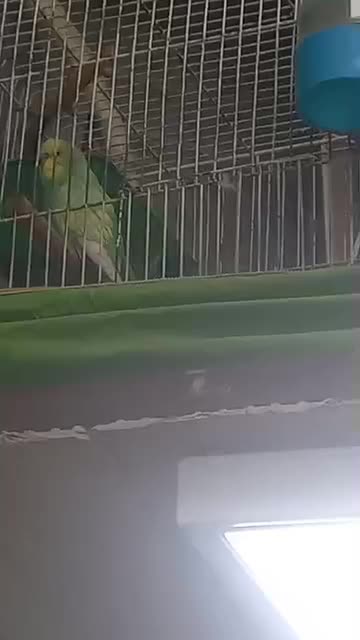 ۴عدد قفس با لوازم و یک جفت مرغ عشق خاص|لوازم جانبی حیوانات|تهران, والفجر (افسریه)|دیوار