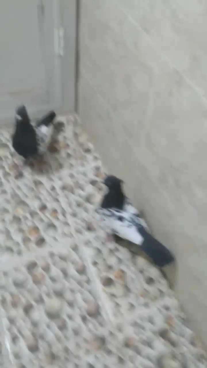 سینه سیاه|پرنده|فسا, |دیوار