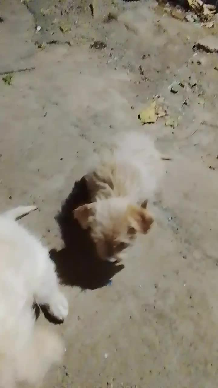 دو عدد توله سگ شیتوز|سگ|سبزوار, شرق کال میانی|دیوار