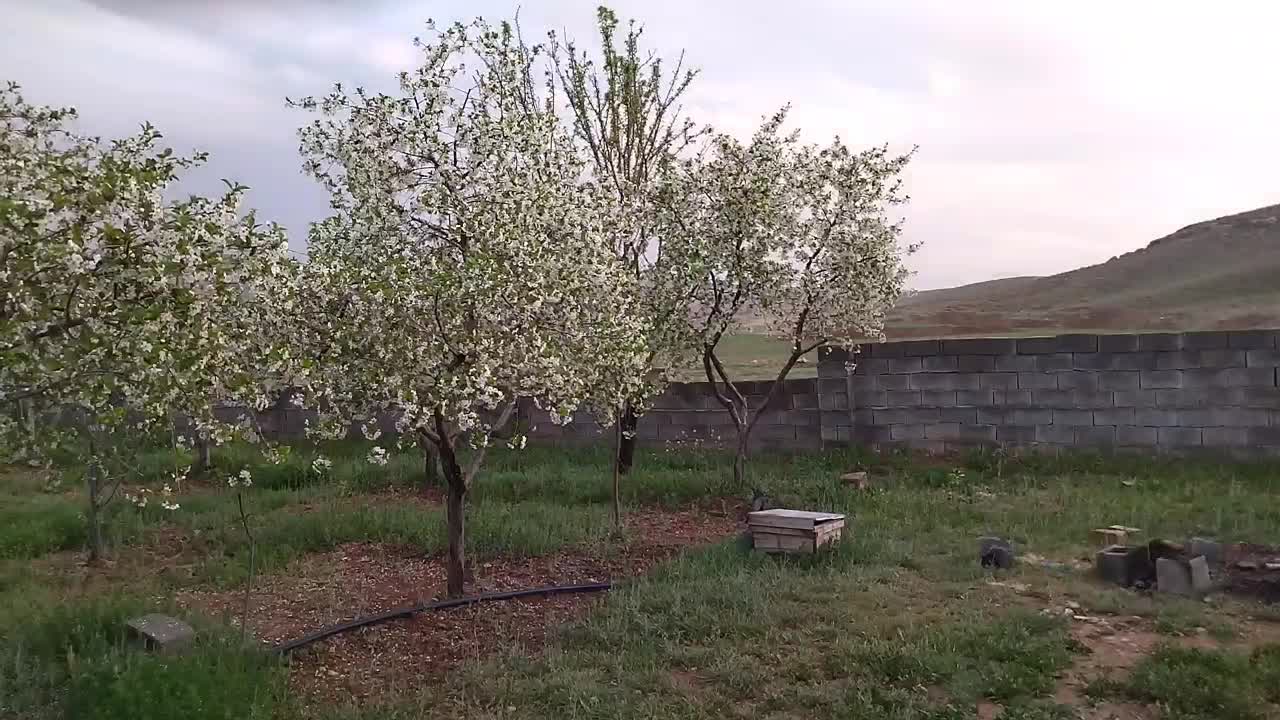 باغ ۴۰۰۰ متری در روستای ده سرخ سد کارده|فروش زمین و ملک کلنگی|مشهد, کلاهدوز|دیوار