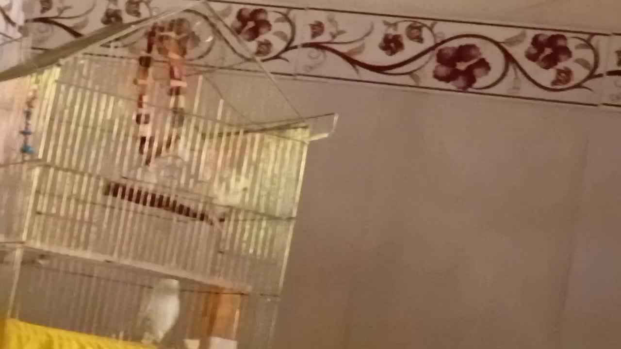 عروس هلندی جفت دستی لوتینو زعفرونی|پرنده|پاکدشت, پاکدشت (مامازند)|دیوار